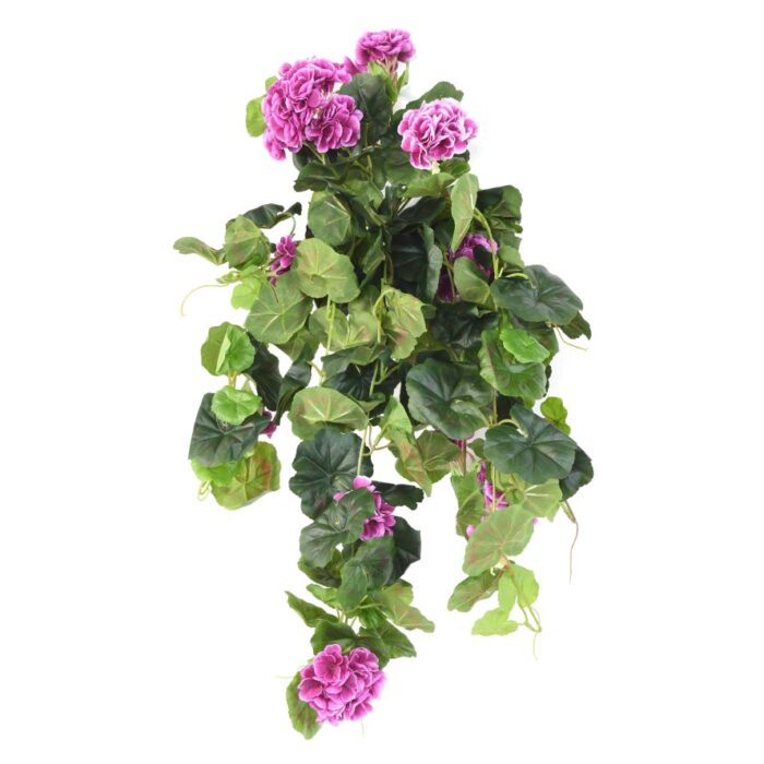 geranium hanging bush136 3